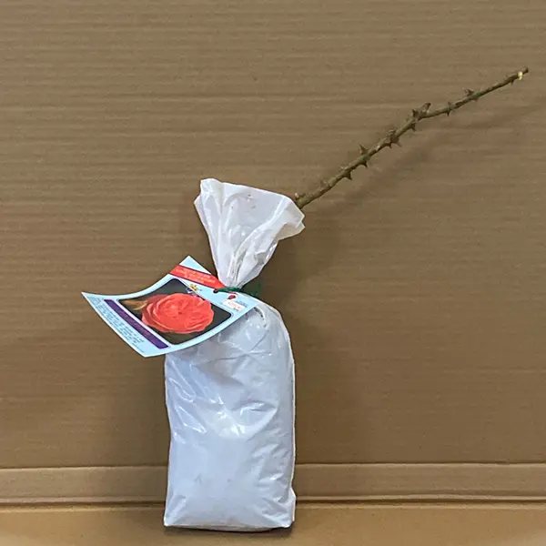 Rose Joy Of Health Rose Joy Of Health