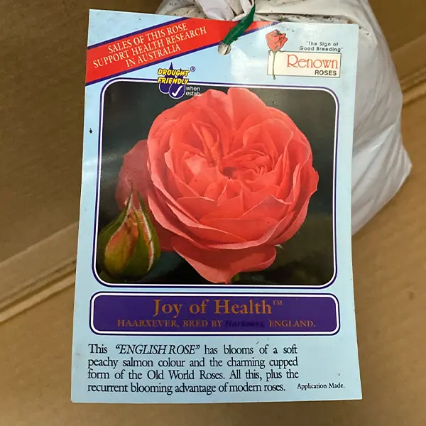 Rose Joy Of Health Rose Joy Of Health