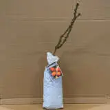 Rose Jubilee 150 Rose Jubilee 150