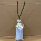 Rose Maggie Rose Maggie