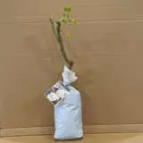 Rose Margaret Merril Rose Margaret Merril