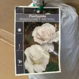 Rose Margaret Merril Rose Margaret Merril