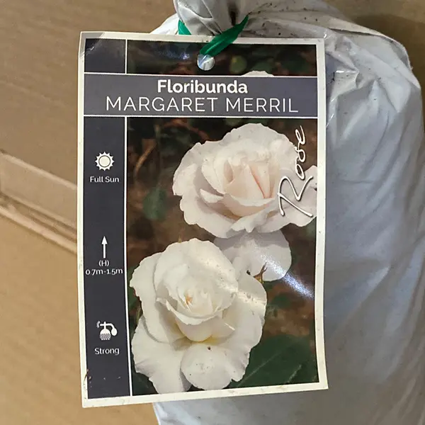 Rose Margaret Merril