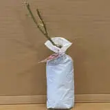 Rose Maxi Vita Rose Maxi Vita