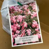 Rose Maxi Vita Rose Maxi Vita