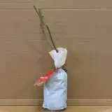 Rose Mona Lisa Rose Mona Lisa