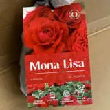 Rose Mona Lisa Rose Mona Lisa