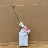 Rose Perfume Perfection Rose Perfume Perfection