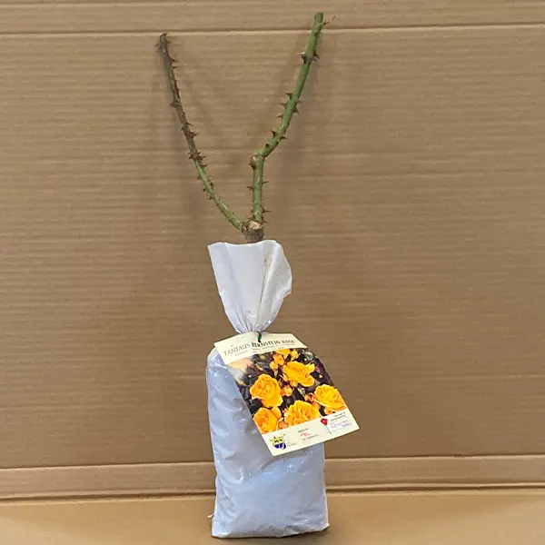 Rose Tantaus Bernstein