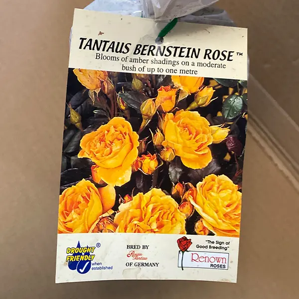 Rose Tantaus Bernstein