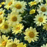 Argyranthemum Aramis Golden Yellow Bunch Of Blooms Argyranthemum Aramis Golden Yellow Bunch Of Blooms