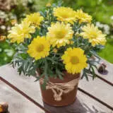 Argyranthemum Aramis Golden Yellow Bunch Of Blooms Colargagy - Garden Express Australia