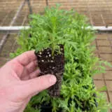 Argyranthemum Aramis Golden Yellow Bunch Of Blooms Argyranthemum Aramis Golden Yellow Bunch Of Blooms