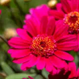Argyranthemum Aramis Velvet Red Bunch Of Blooms Argyranthemum Aramis Velvet Red Bunch Of Blooms