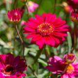 Argyranthemum Aramis Velvet Red Flowers - Garden Express Australia