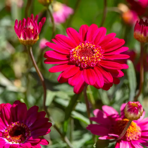 Argyranthemum Aramis Velvet Red Bunch Of Blooms Argyranthemum Aramis Velvet Red Bunch Of Blooms
