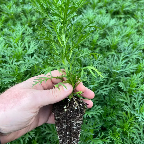 Argyranthemum Aramis Velvet Red Bunch Of Blooms Argyranthemum Aramis Velvet Red Bunch Of Blooms