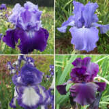 Bearded Iris Collection 2 2024 Colbirco2 - Garden Express Australia