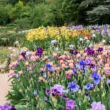 Bearded Iris Mixed 2024 Pkbirtmx - Garden Express Australia