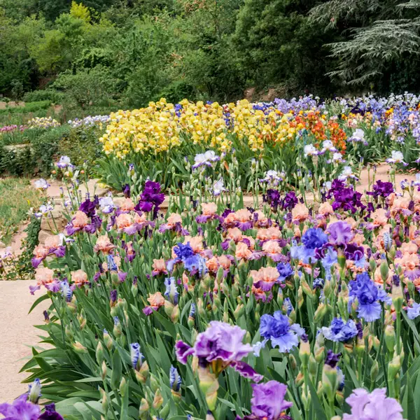 Bearded Iris Tall Mixed