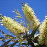 Callistemon Candelabra P14calcan - Garden Express Australia