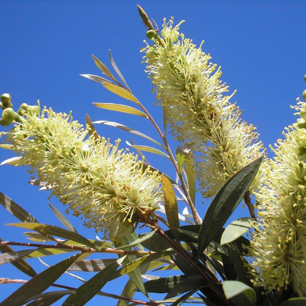 Callistemon Candelabra