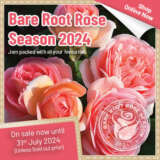 Bare Root Roses 2024