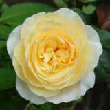 Climbing Rose Gold Pierre De Ronsard Roscgpd - Garden Express Australia