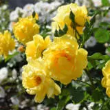 Climbing Rose Golden Gate Roscgga - Garden Express Australia