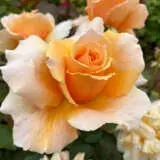 Climbing Rose Just Joey Roscjjo - Garden Express Australia