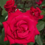 Climbing Rose Kardinal Rosckar - Garden Express Australia