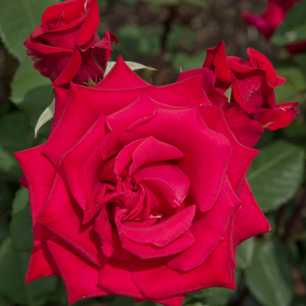 Climbing Rose Kardinal