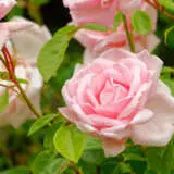 Climbing Rose New Dawn Roscnda - Garden Express Australia
