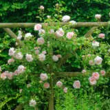 Climbing Rose New Dawn Climbing Rose New Dawn