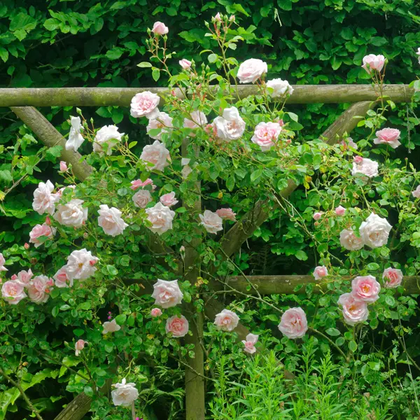 Climbing Rose New Dawn