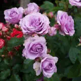 Climbing Rose Quick Silver Roscqsi - Garden Express Australia