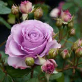 Climbing Rose Quick Silver Climbing Rose Quick Silver