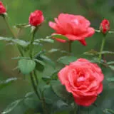 Climbing Rose Salmon Scentsation Roscssa - Garden Express Australia
