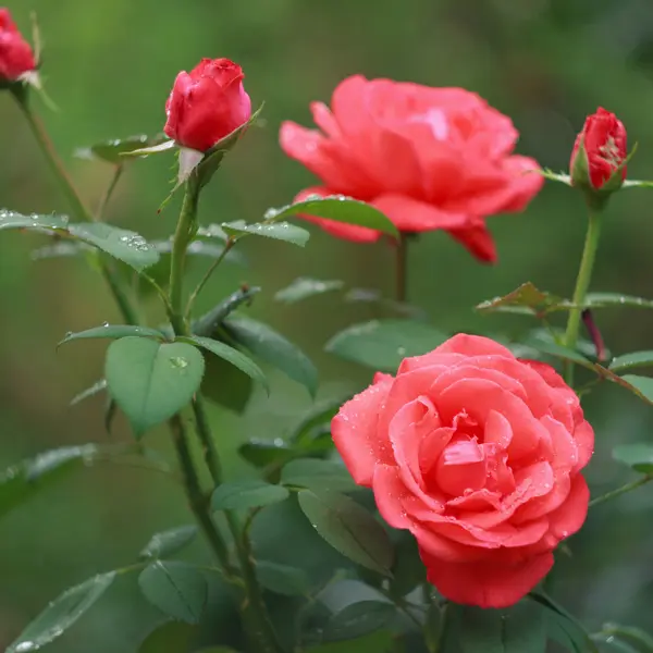 Climbing Rose Salmon Scentsation