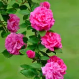 Climbing Rose Zephirine Drouhin Rosczdr - Garden Express Australia