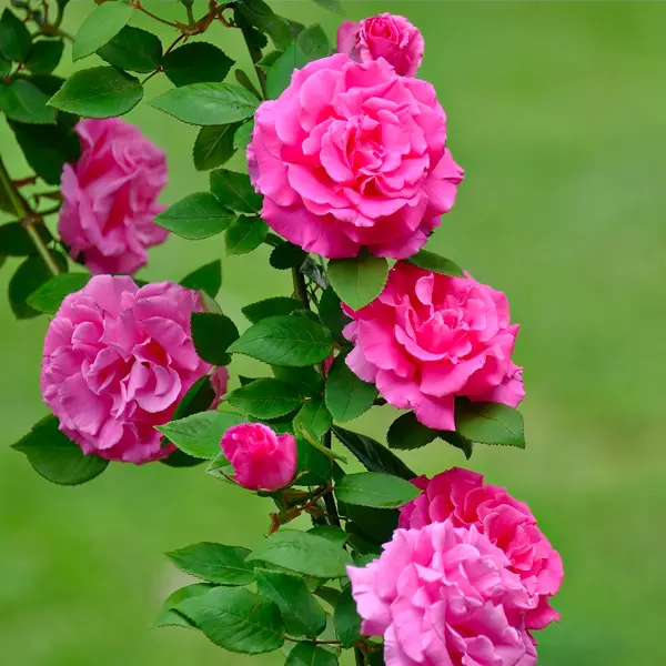 Climbing Rose Zephirine Drouhin