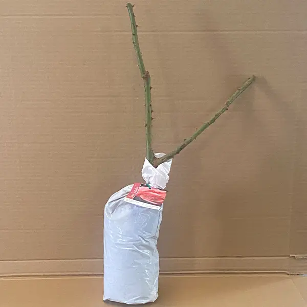 Climbing Rose Salmon Scentsation