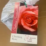 Climbing Rose Salmon Scentsation Climbing Rose Salmon Scentsation