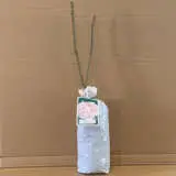 English Shrub Rose Chaucer English Shrub Rose Chaucer