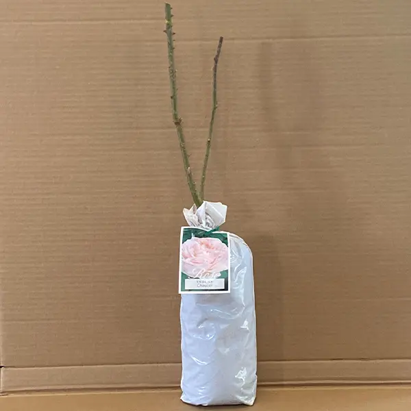 English Shrub Rose Chaucer