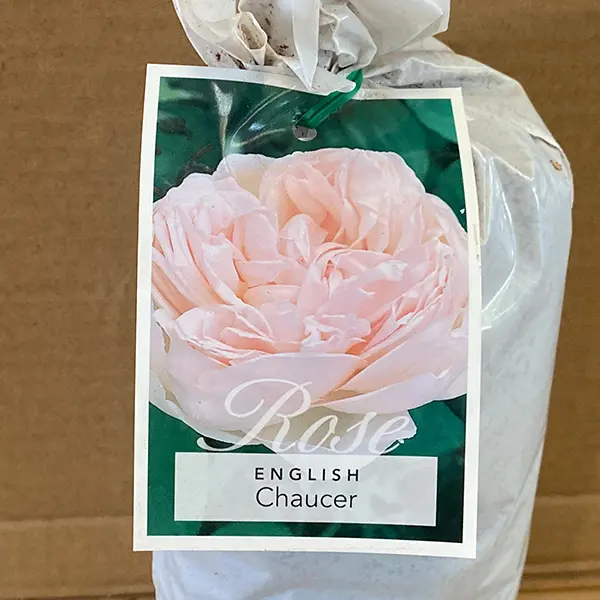 English Shrub Rose Chaucer
