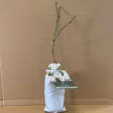 David Austin Rose Desdemona (pbr) David Austin Rose Desdemona (pbr)