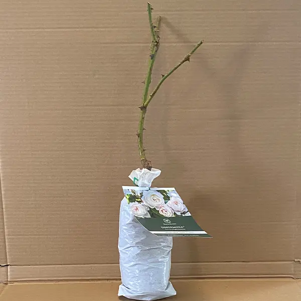 David Austin Rose Desdemona (pbr)