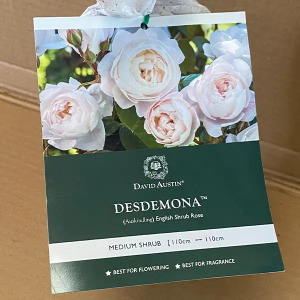 David Austin Rose Desdemona (pbr)