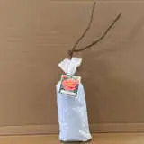 English Shrub Rose Lilian Austin English Shrub Rose Lilian Austin